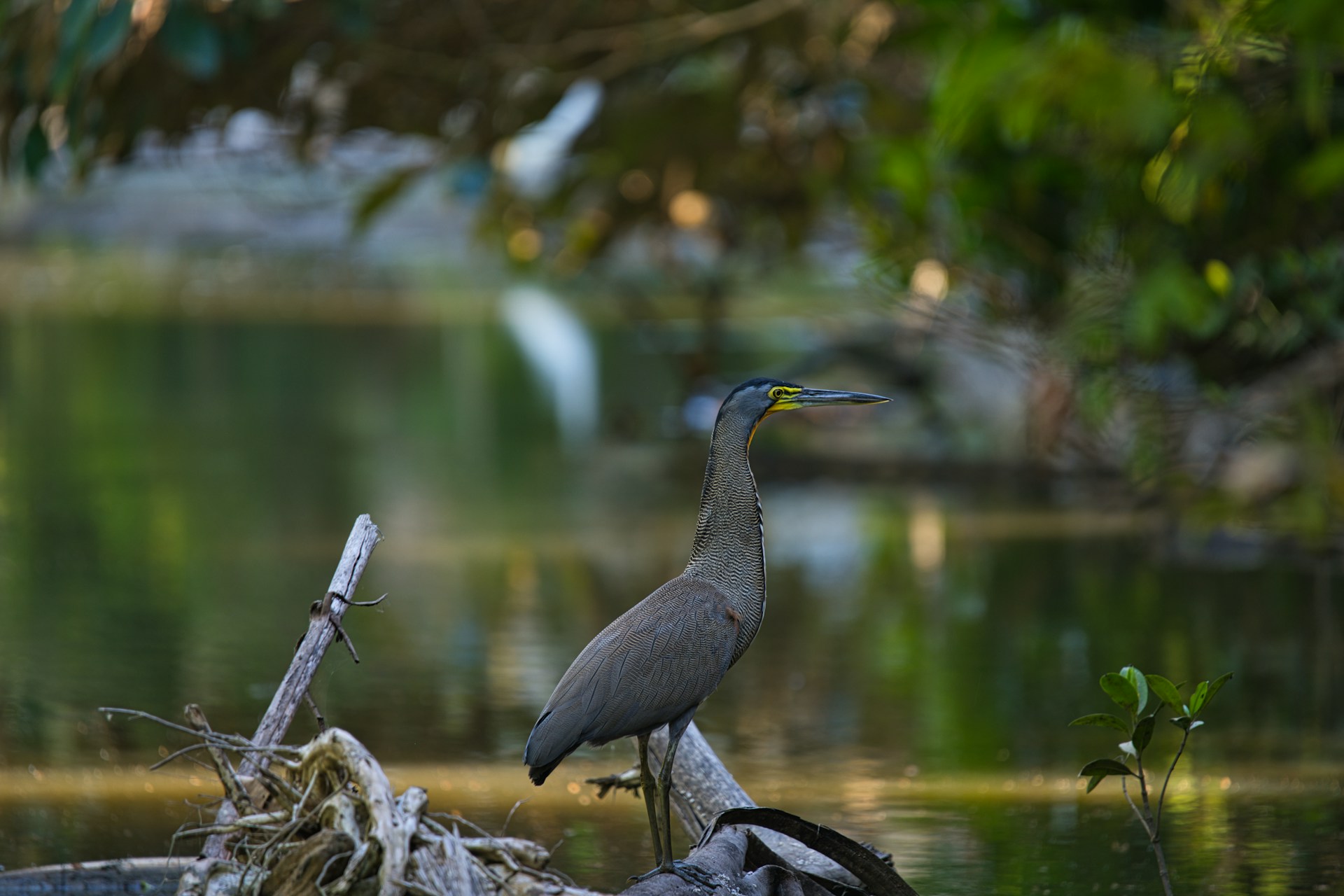 La fauna de Bocas del Polochic revela la riqueza natural del Lago de Izabal.jpg